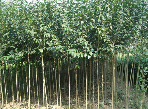 大葉女貞樹(shù)什么時(shí)候種植成活率更高？